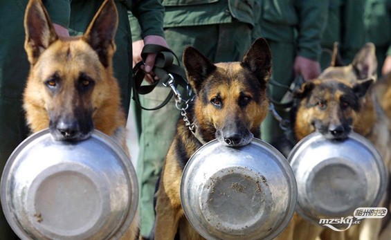 警犬根据用途，可以分为追踪犬、搜捕犬、护卫犬、防暴犬等。在我国，共有七个犬种被当.jpg