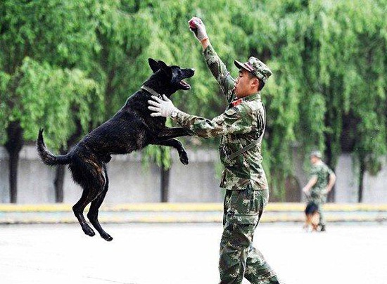 警犬训练遵循无可挑剔的高标准6.jpg