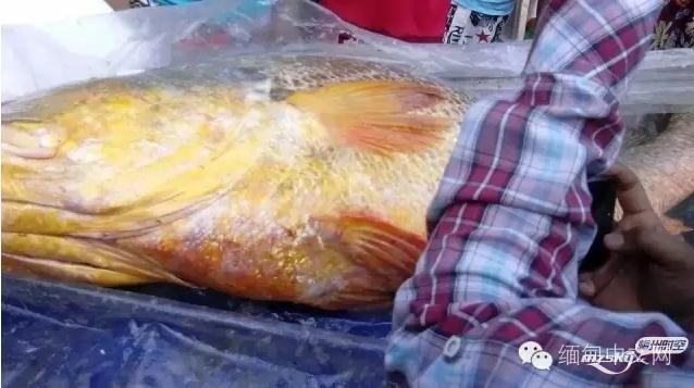 2、此前，于2015年12月25日，一名中国台州鱼贩也花费上百万人民币在缅甸购得一条黄唇.jpg