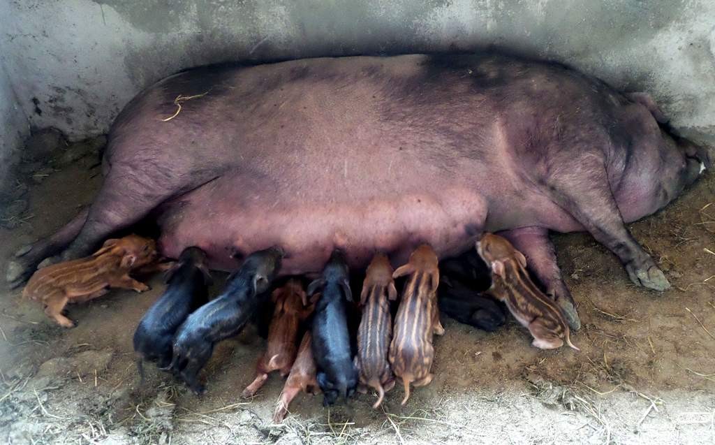 四川达州家猪产下17只野猪崽成奇闻.jpg