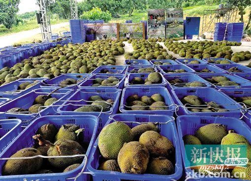 　　今夏节雨水太多！惠州菠萝蜜遭“致命打击”