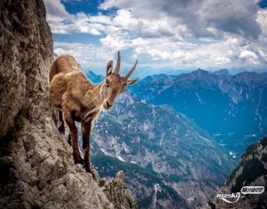 　意大利最勇敢山羊悬崖峭壁上觅食引关注