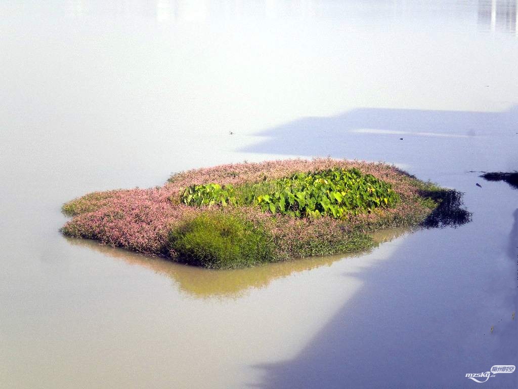 　梅江河上一荒岛