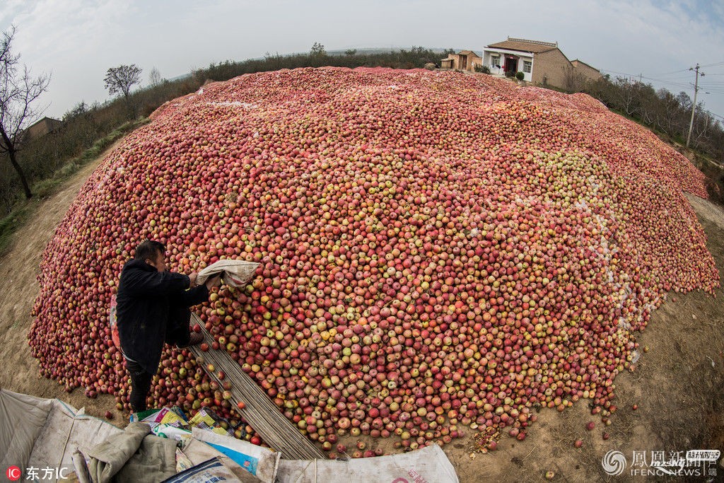 　陕西成吨苹果堆积