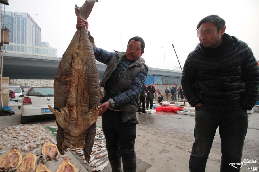 　青岛码头被曝公开叫卖鲨鱼 10元一斤