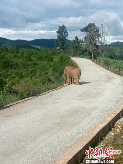 　云南数辆车遭大象袭击 被撞翻公路桥下