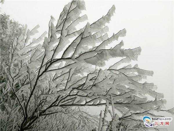 　韶关乐昌部分区域出现“冰挂”奇观 千树万树冰花开
