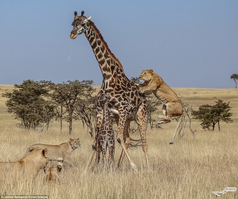 长颈鹿母子被狮群围攻