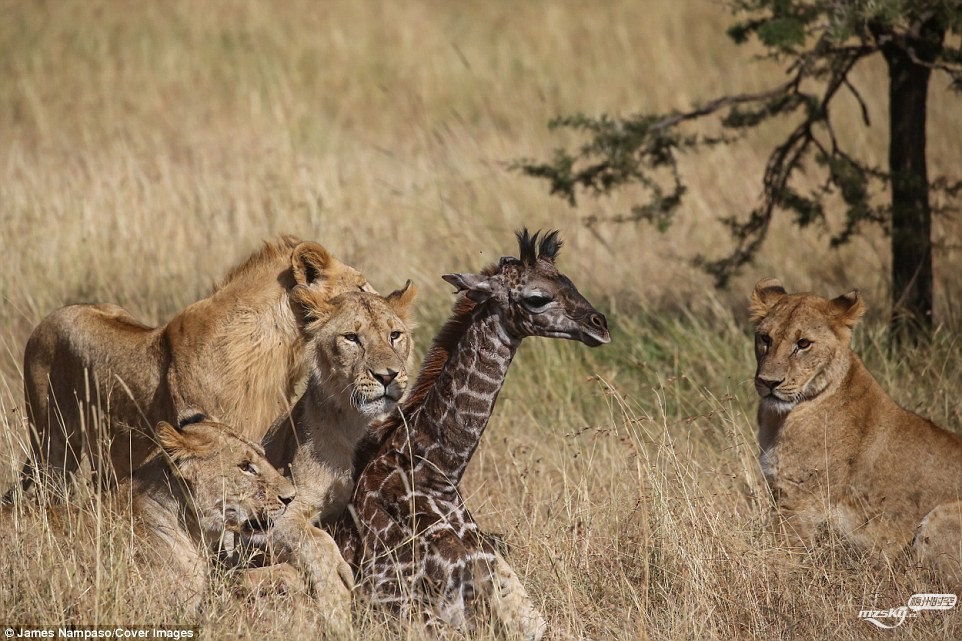长颈鹿母子被狮群围攻