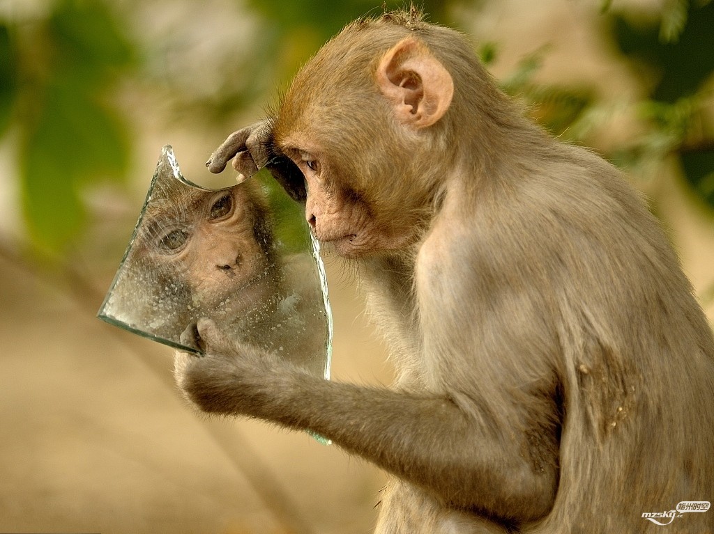   “自恋猴”抱着镜子不撒手