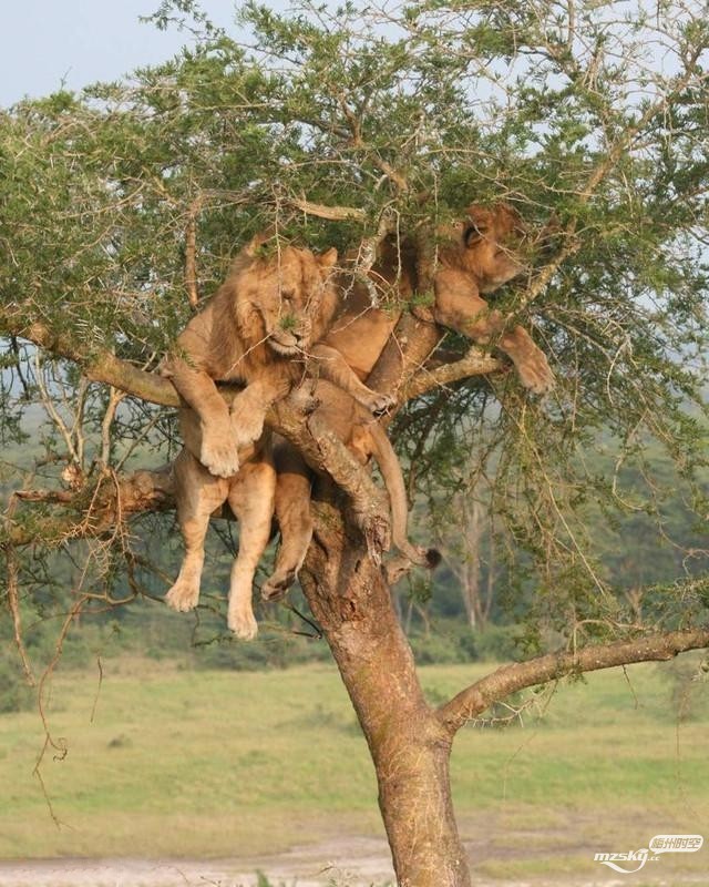 乌干达狮子一家挤枝头午睡 满树挂“大喵”