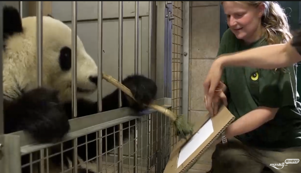    旅奥大熊猫变"网红画家" 动物小伙伴成创作灵感
