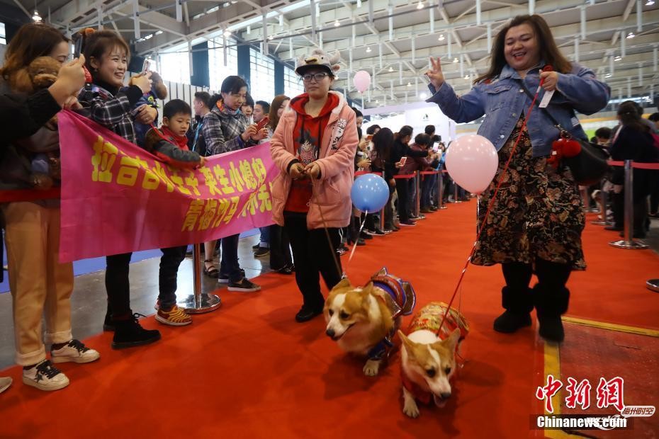宠物狗南京举行集体婚礼 嗨翻宠物文化节