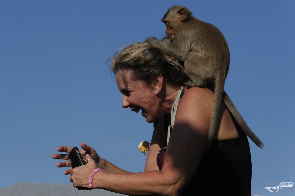 泰国举办年度“猴子自助餐节” 众猴吃吃喝喝“撩”游客嗨