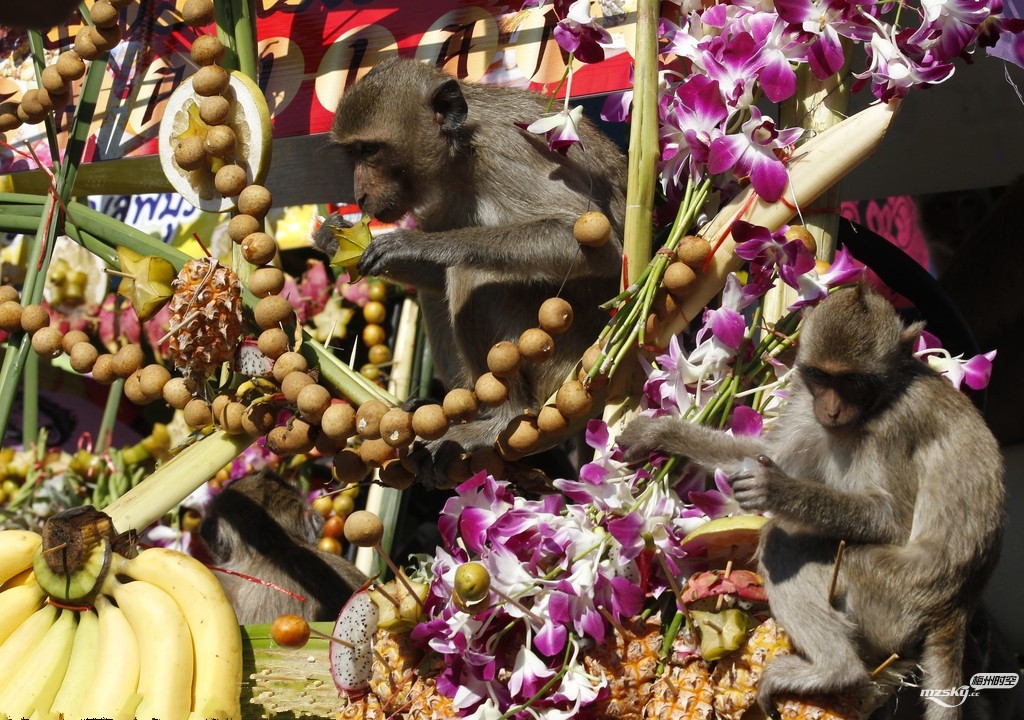 泰国举办年度“猴子自助餐节” 众猴吃吃喝喝“撩”游客嗨
