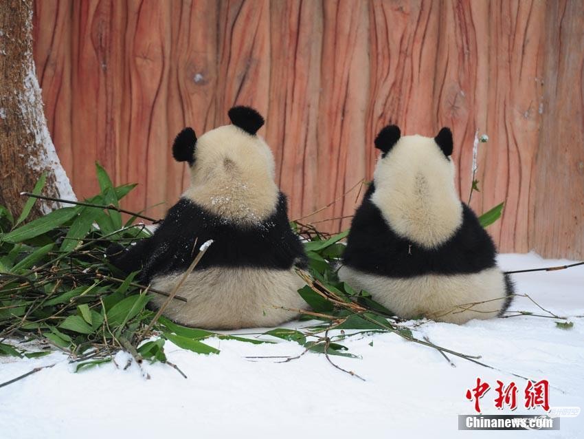   长春迎降雪 “功夫”大熊猫雪中撒欢