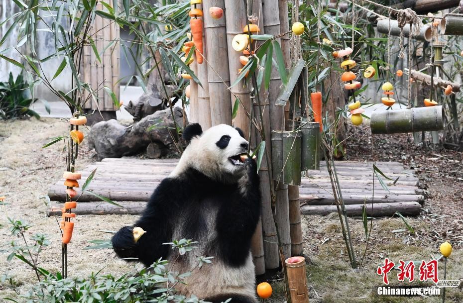 成都大熊猫基地办新春丰容活动 水果“糖葫芦”插满地