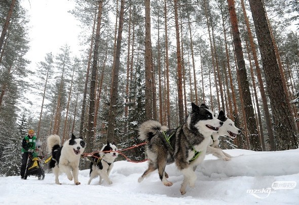 白俄罗斯举办狗拉雪橇节 雪橇犬“牵”主人雪地狂奔