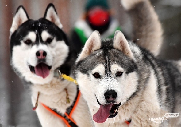 白俄罗斯举办狗拉雪橇节 雪橇犬“牵”主人雪地狂奔
