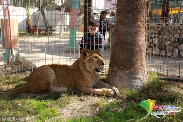 因缺乏资金 加沙唯一动物园面临关闭