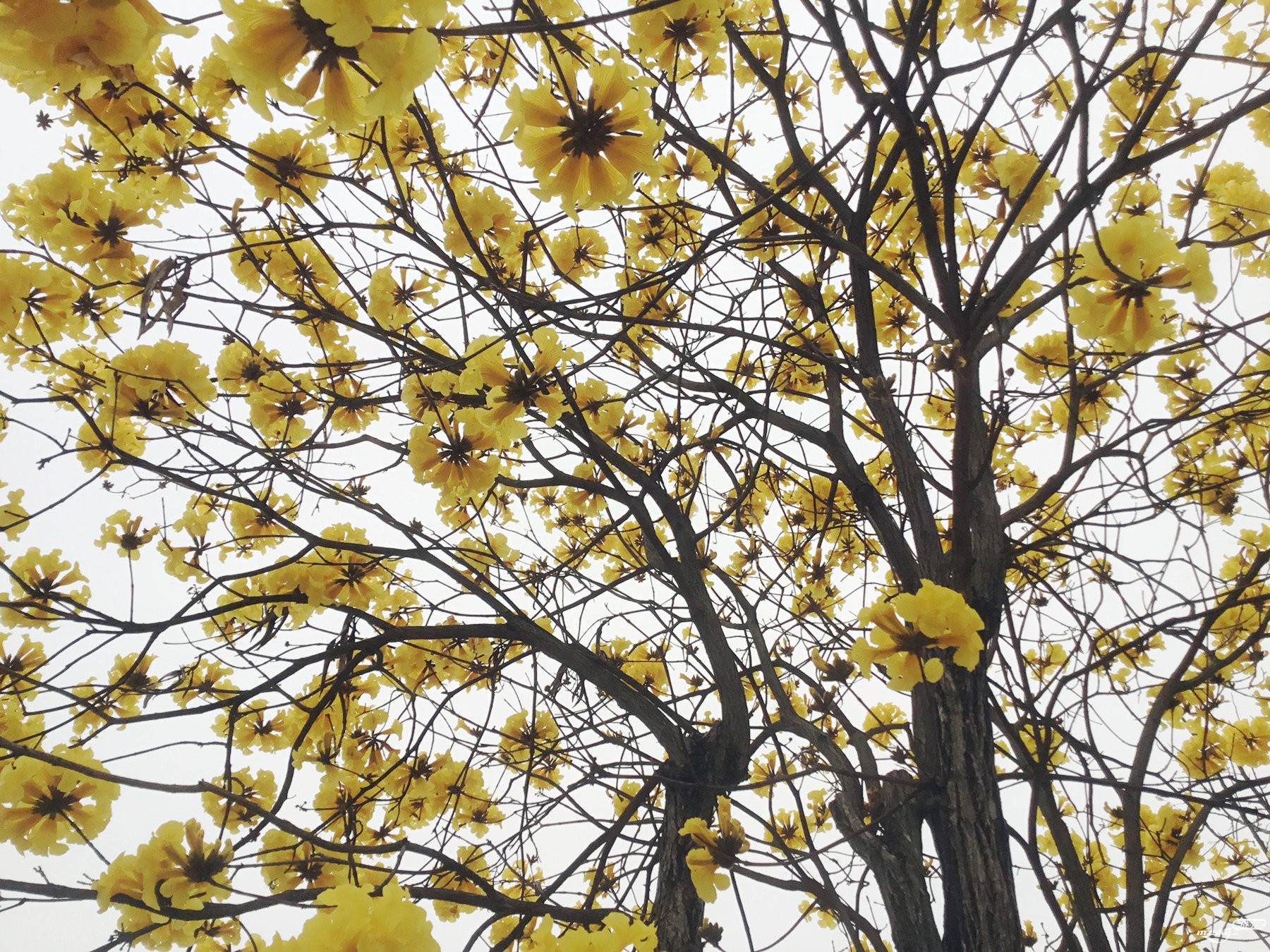 近日、剑英公园湖畔、慈母亭上的黄花风铃木花开欣赏