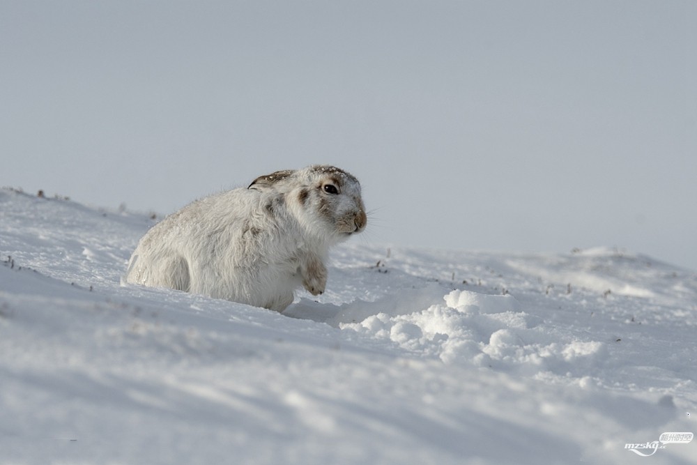    野兔爱上在雪地里打滑 表情呆萌惹人爱