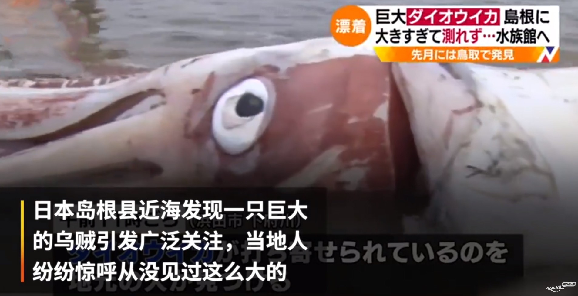   日本近海现3.4米巨大乌贼