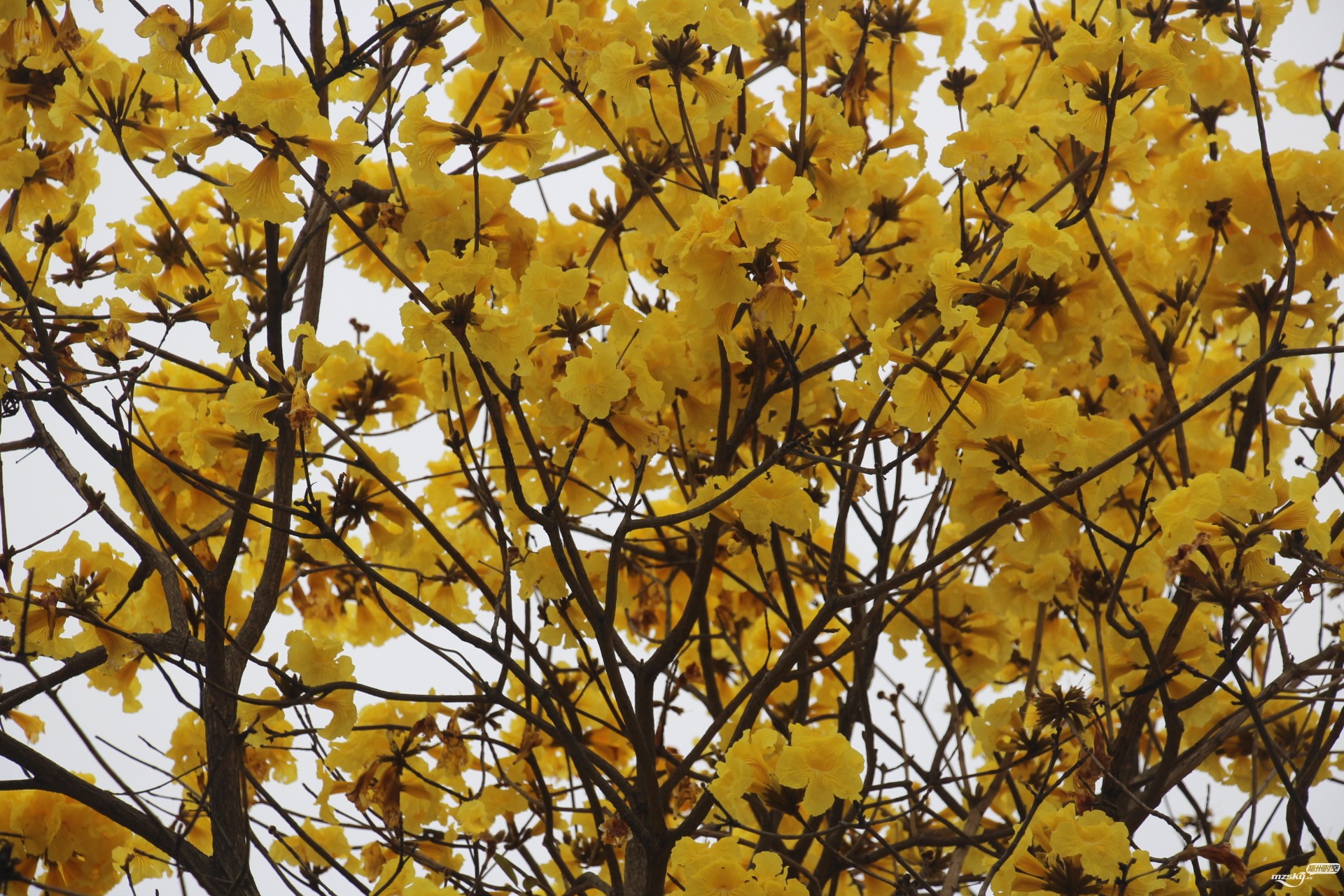 剑英公园湖畔的黄花风铃木现在开得顶旺的
