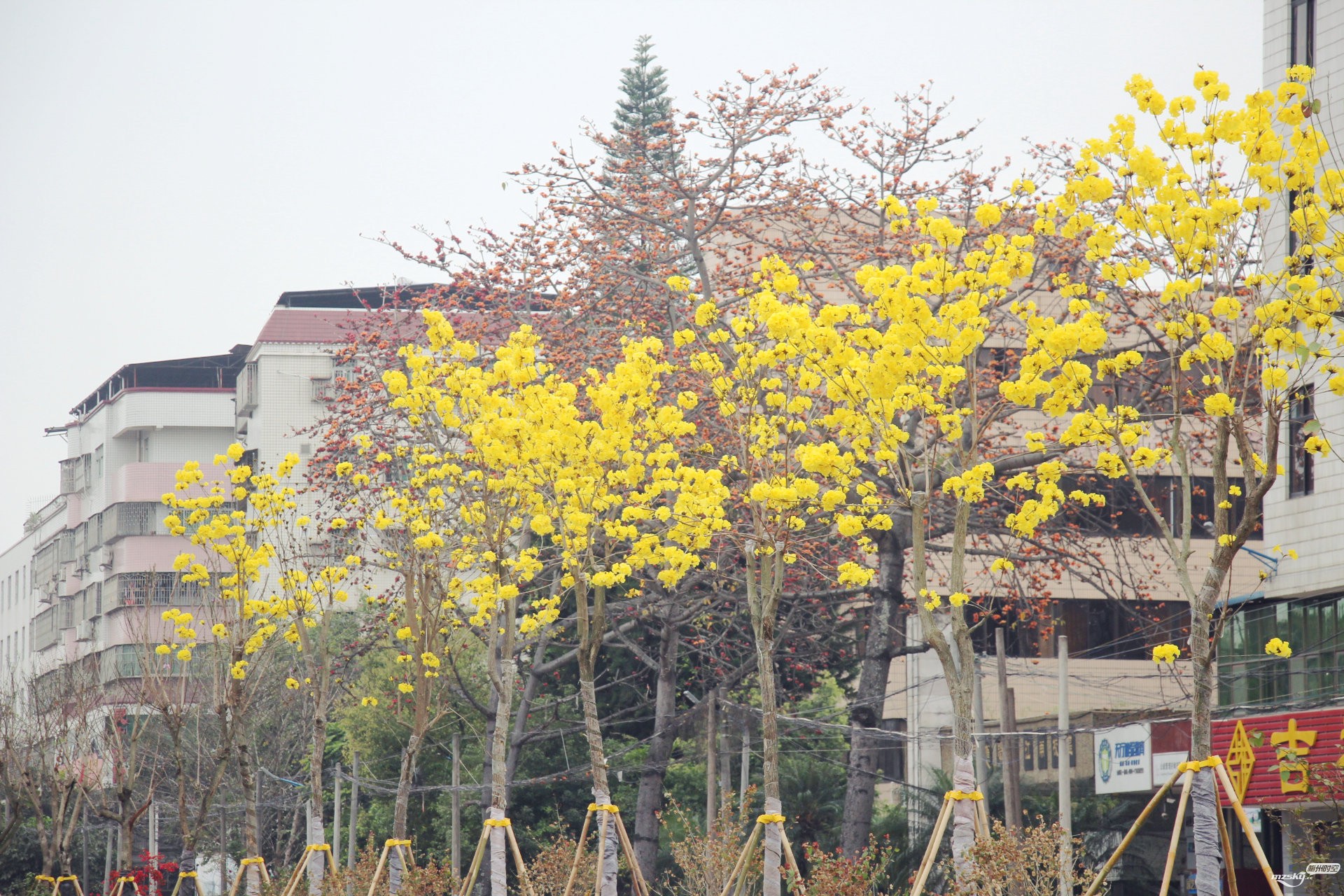 华南大道的黄花风铃木