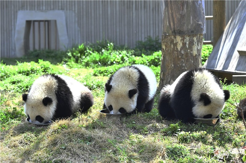 熊猫宝宝在“幼儿园”里卖萌撒欢