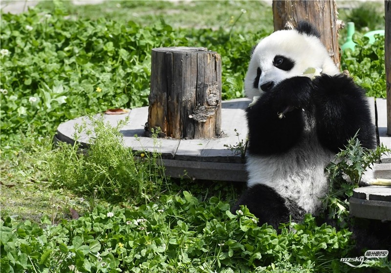熊猫宝宝在“幼儿园”里卖萌撒欢