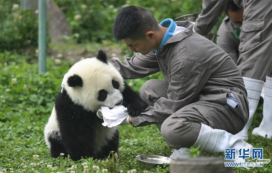 初夏的“熊猫幼儿园”