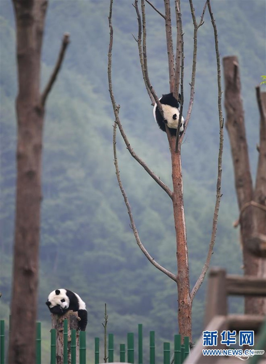 初夏的“熊猫幼儿园”