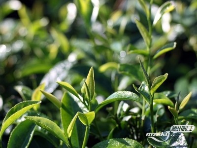 茶农们的“定心丸”来啦！梅州20万亩茶树将上保险