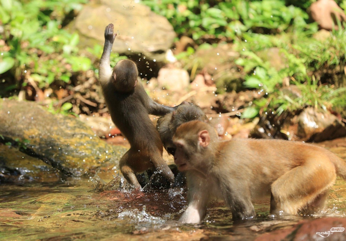 猕猴在华中享受夏日时光