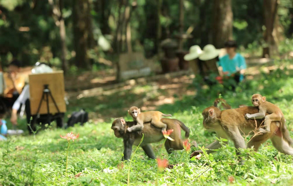 猕猴在华中享受夏日时光