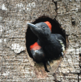 云南无量山拍摄到白腹黑啄木鸟育儿影像